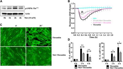 Metformin alleviates lung-endothelial hyperpermeability by regulating cofilin-1/PP2AC pathway